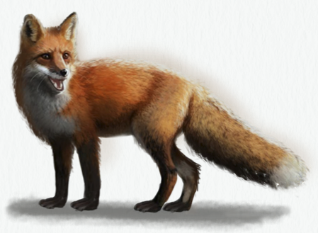 Fox